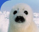 Con cada 'clic' ayudas en la lucha contra la matanza de focas